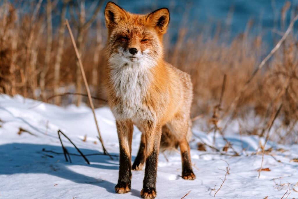 Animal de Poder: RAPOSA - O totem da sabedoria - Xamanismo