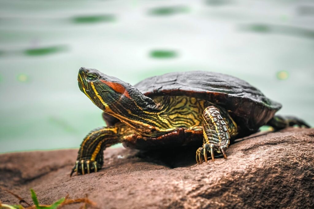 A tartaruga e a sabedoria ancestral da Terra