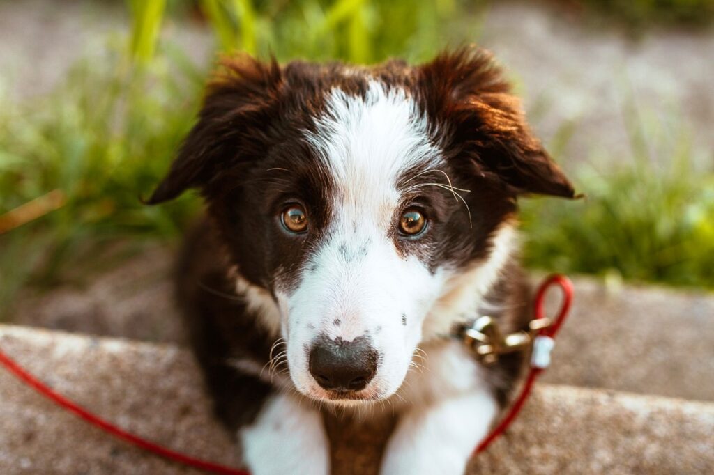 animal de poder cachorro confiança