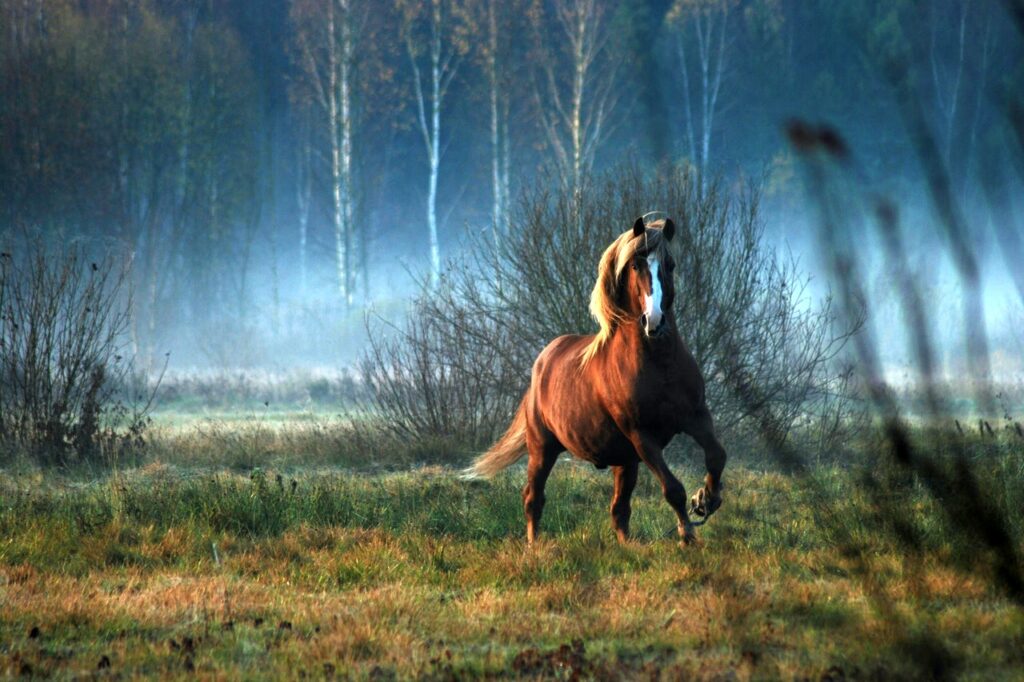 Significado espiritual de sonhar com cavalo