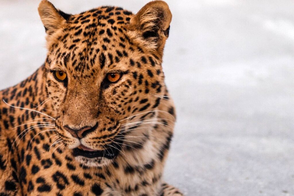 Jaguar como Animal de Poder e a sua comunicação