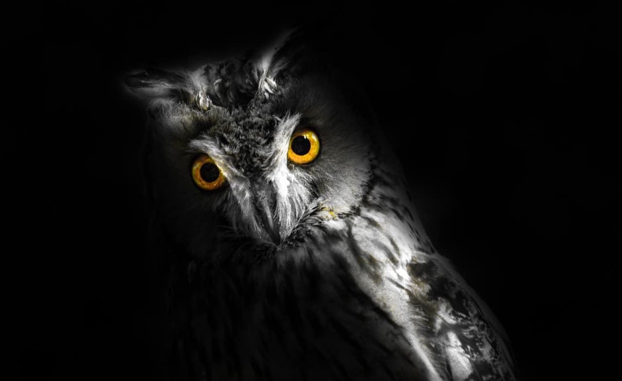 Animal de Poder: CORUJA - O totem da sabedoria - Xamanismo