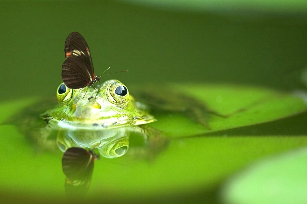 O animal de poder do sapo e a afinidade com o elemento água