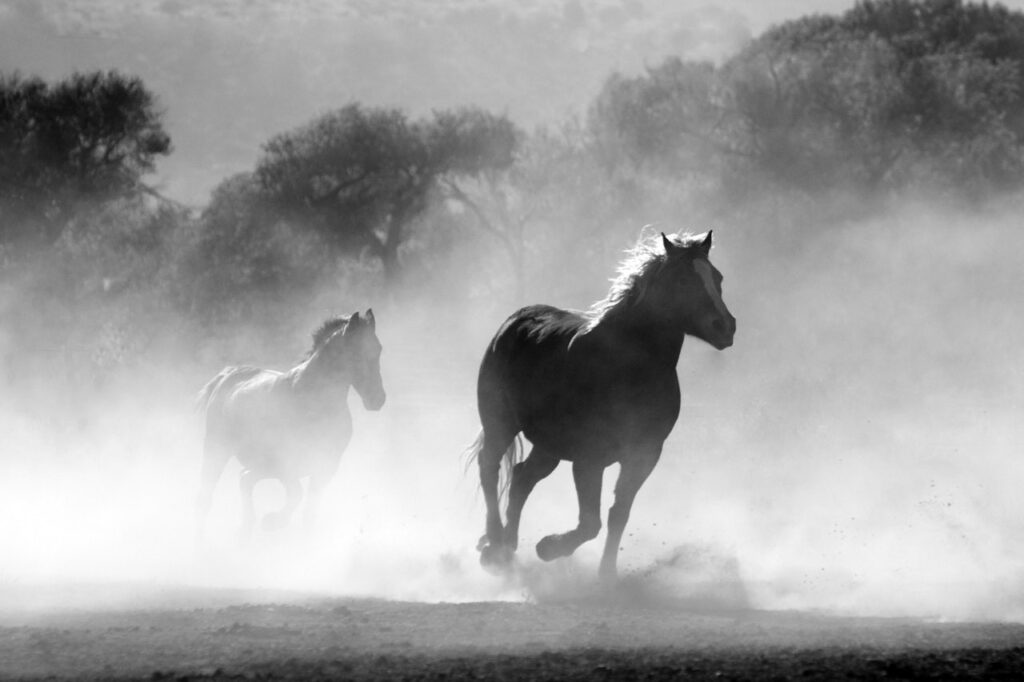 sonhar com cavalo fugindo