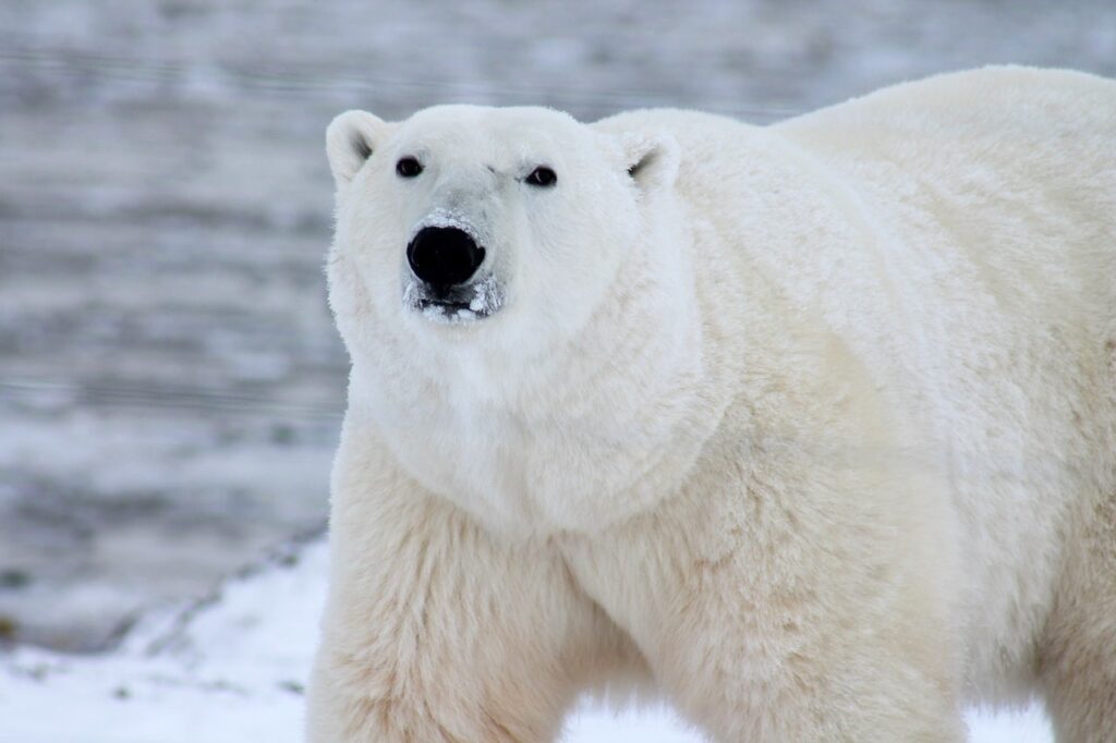 O urso, um antigo espírito animal adorado em muitas tradições