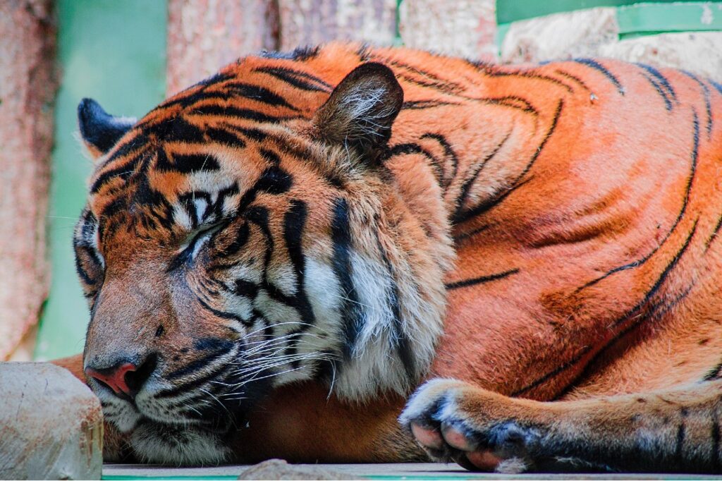 Significados dos sonhos com o tigre