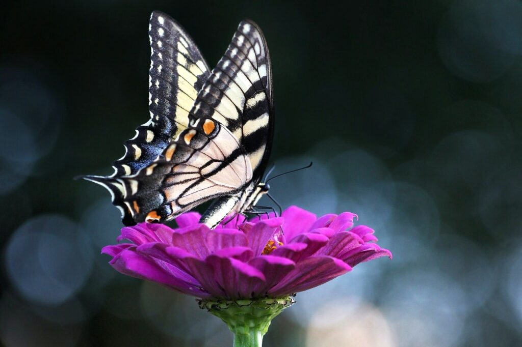 Animal de poder da borboleta e a transformação