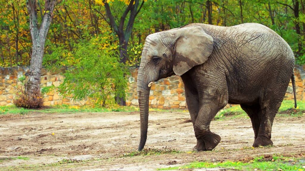 O elefante inspira estabilidade em nossas vidas