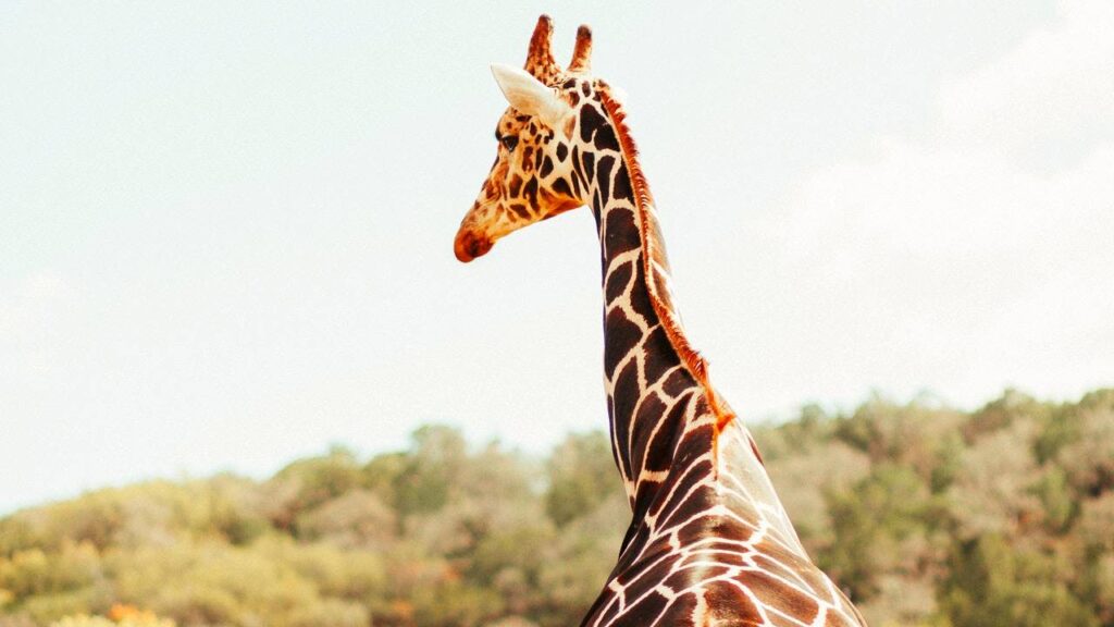 Usando a sabedoria da girafa como animal de poder para viver em paz