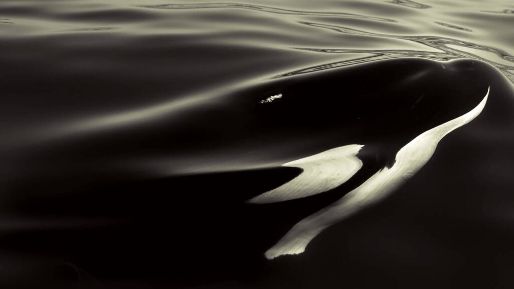 O Animal de Poder da Baleia, um Mensageiro da Boa (e Má) Fortuna