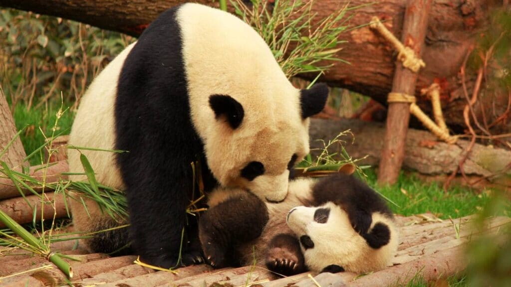 O Panda, um símbolo de força gentil