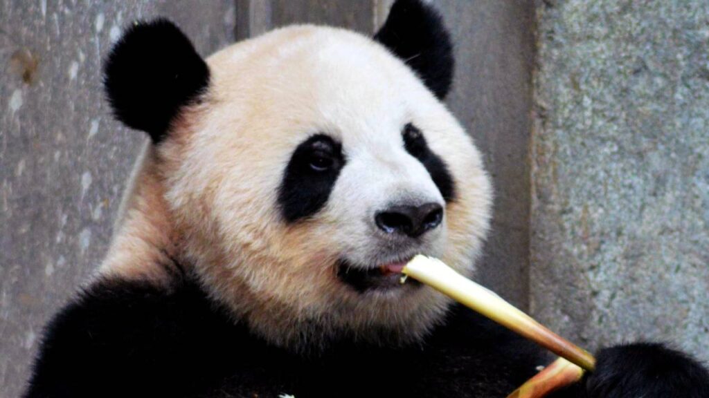 O espírito do Panda e a arte de nutrir