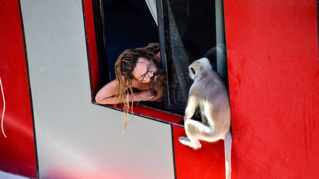 Sonhar com macaco significa o'que ver outra pessoa brincando com ele