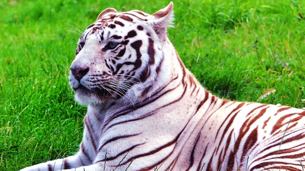 O que significa sonhar com tigre branco