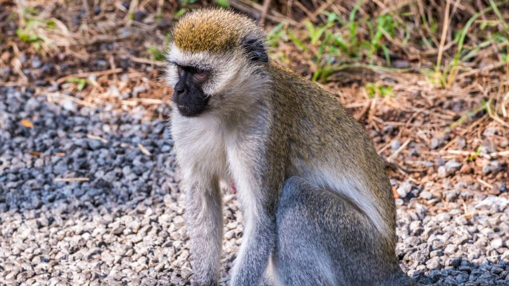 O que significa sonhar com macaco branco