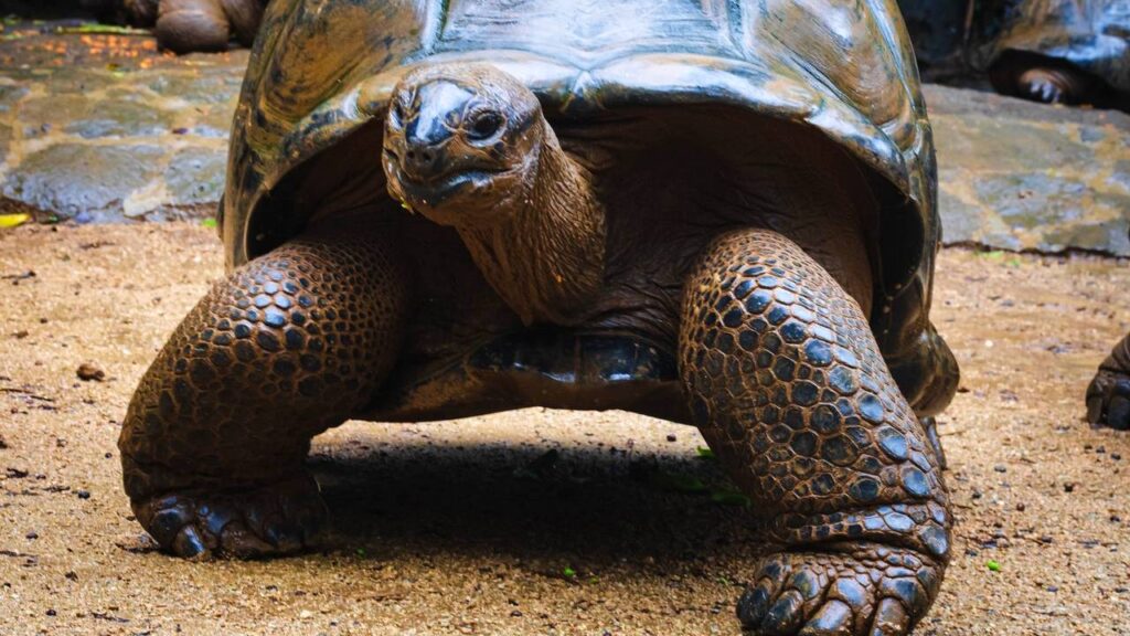 O que significa sonhar com tartaruga gigante