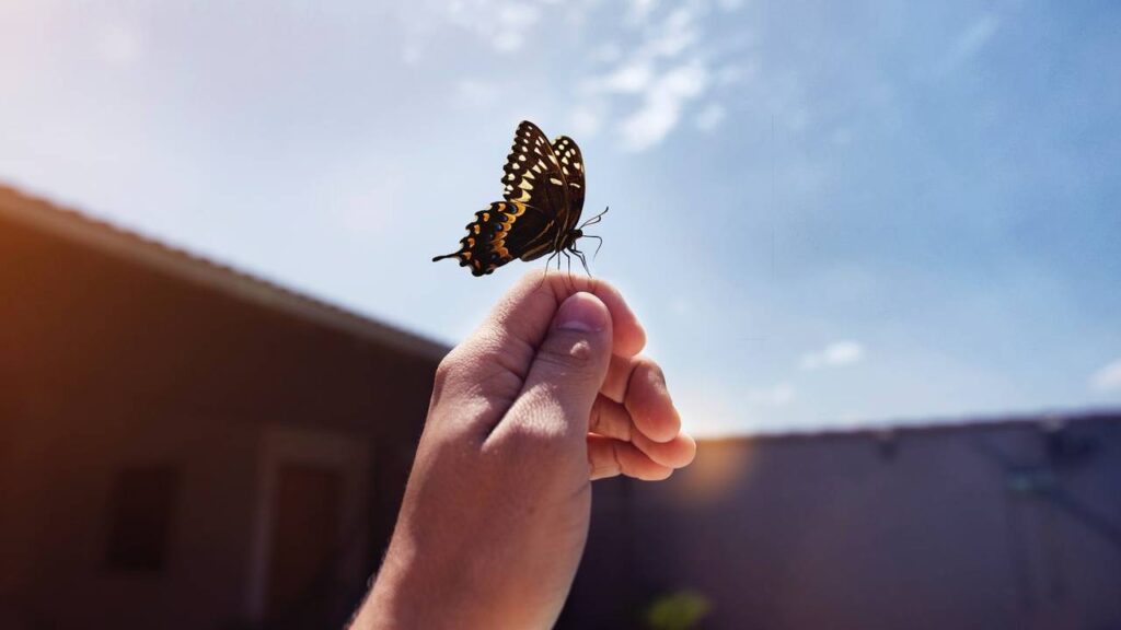 O que significa sonhar com borboleta pousando em suas mãos