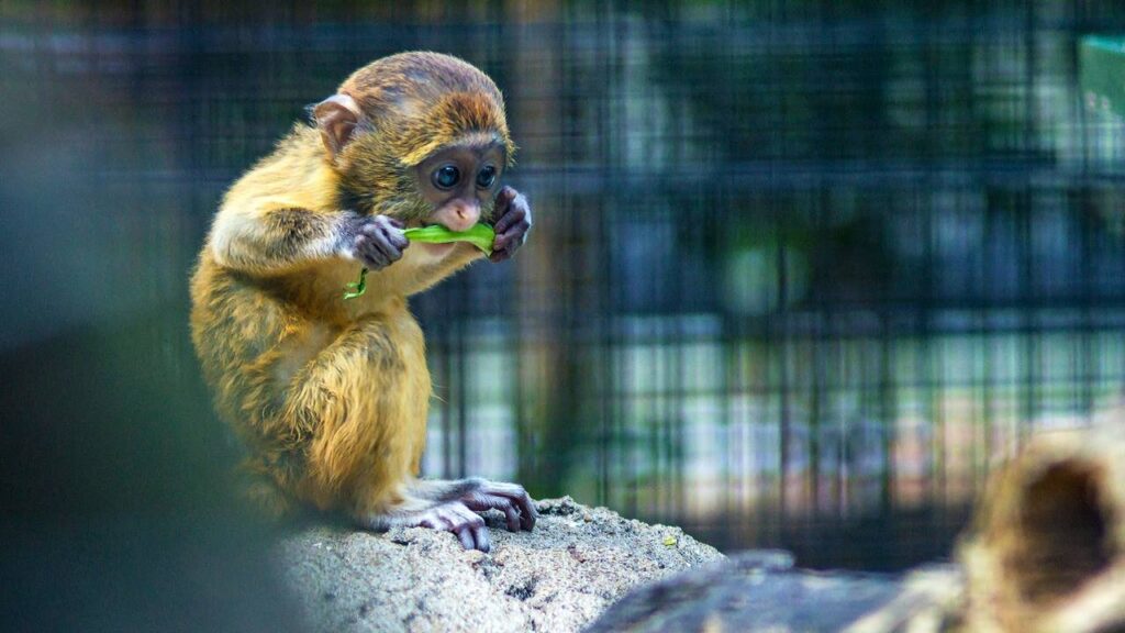 Sonhar com macaco filhote