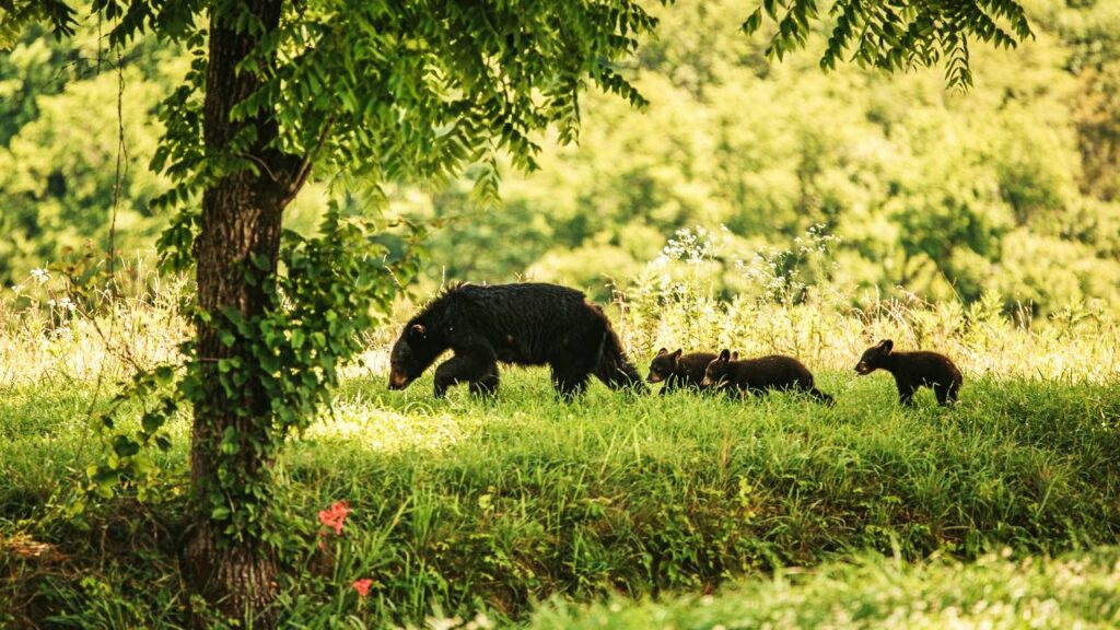 Sonhar com urso filhote