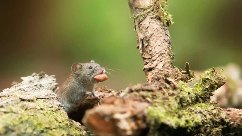 Sonhar com rato brincando em uma árvore