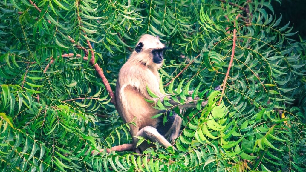 Sonhar com macaco na arvore