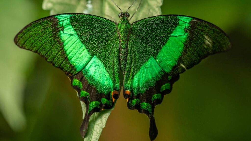 Sonhar com borboleta verde