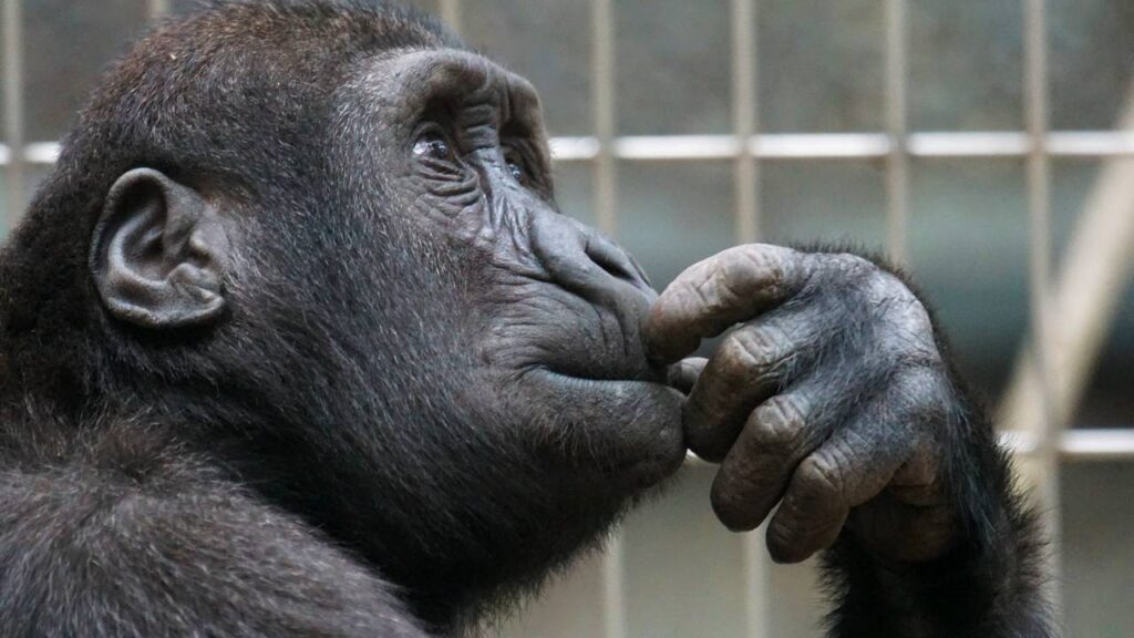 Sonhar com macaco dentro de jaula