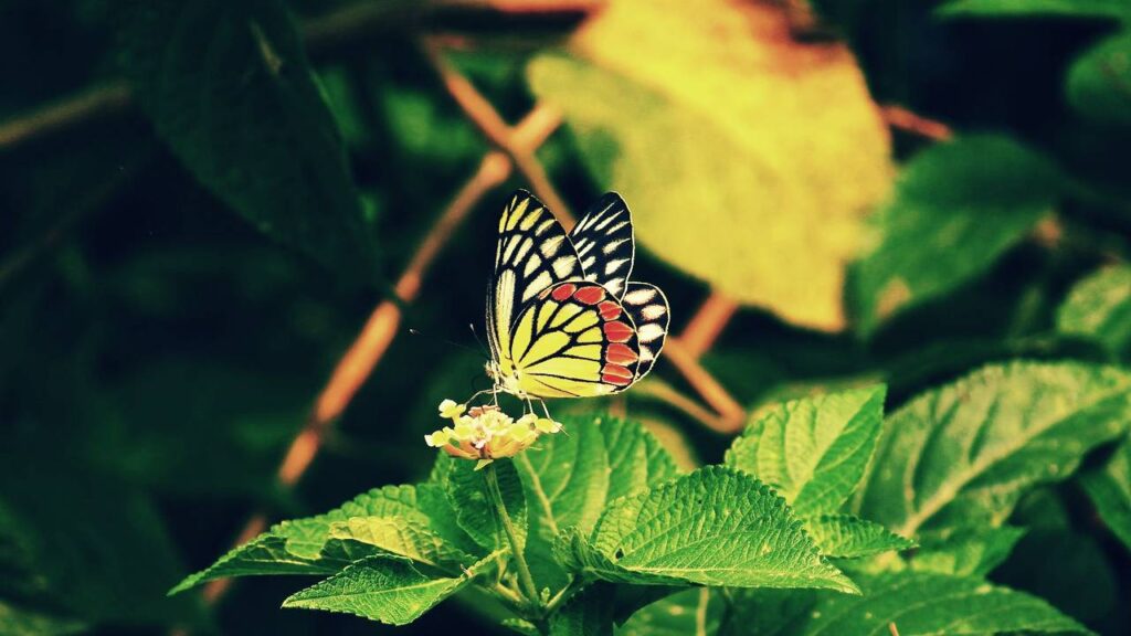 O que significa sonhar com borboleta colorida