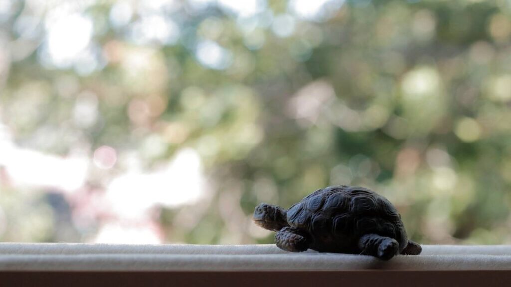 O'que significa sonhar com tartaruga grande e pequena dentro de sua casa