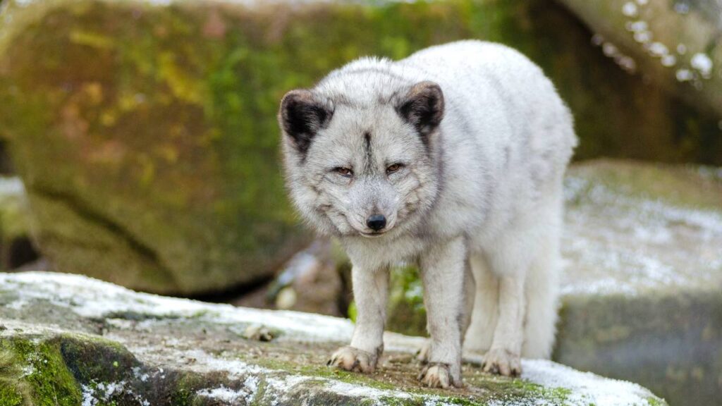 Um filhote de lobo em um sonho