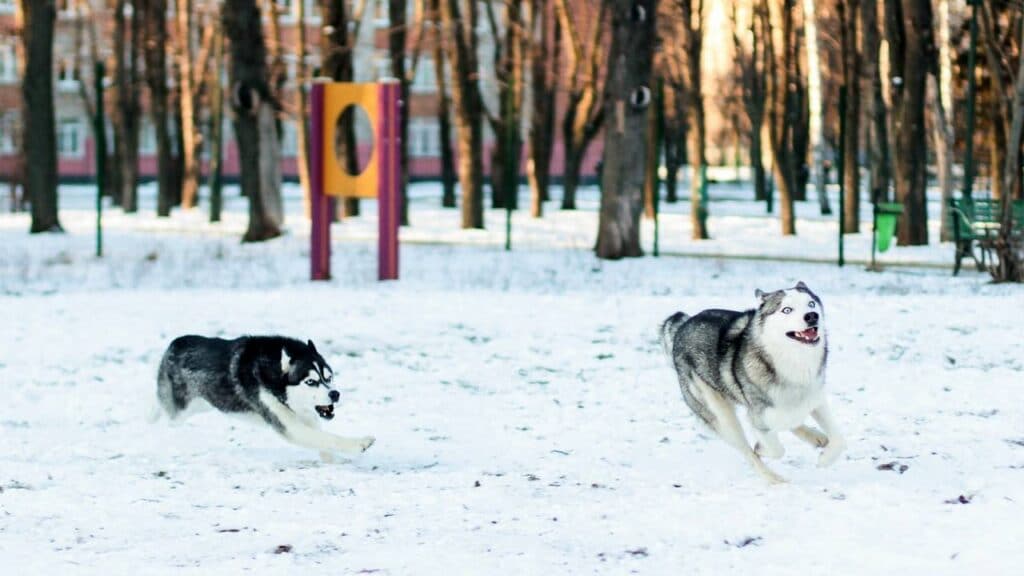 O que significa sonhar com lobo atacando