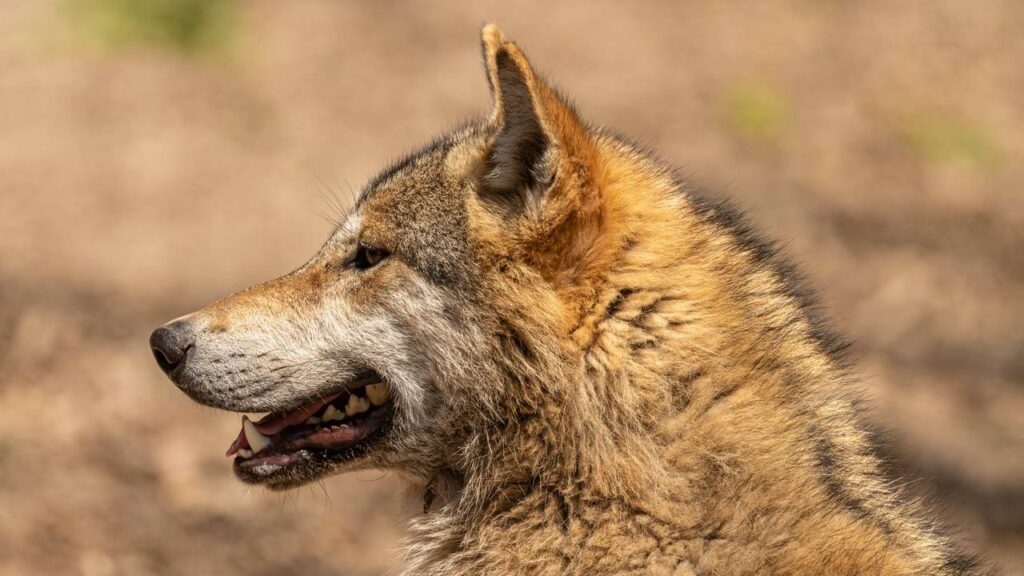 Sonhar com lobo marrom