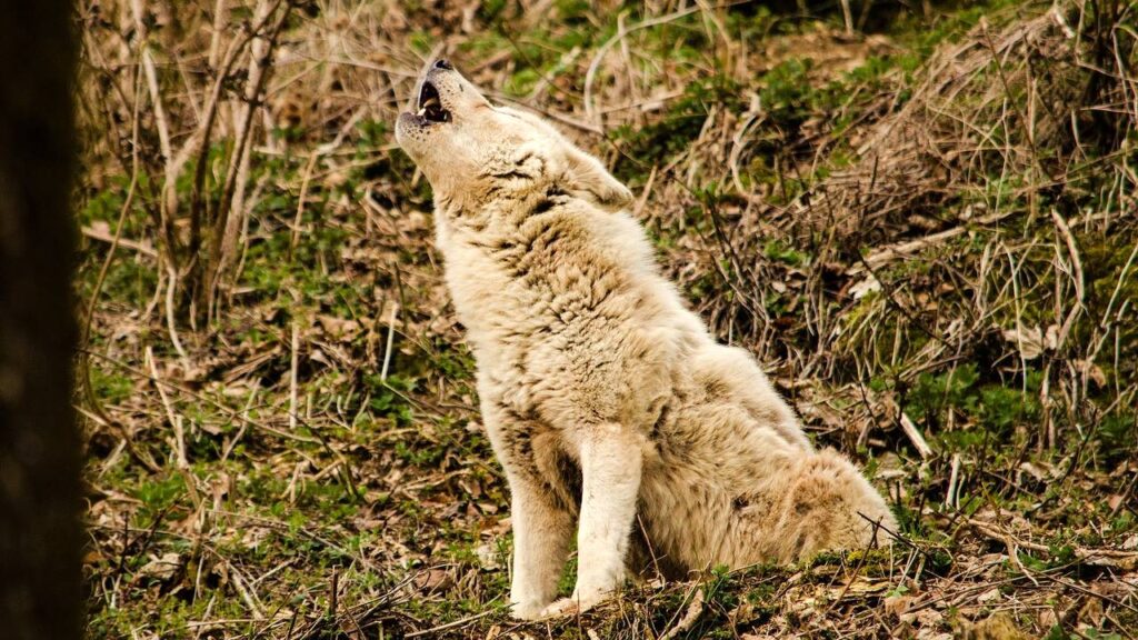 Sonhar com lobo uivando