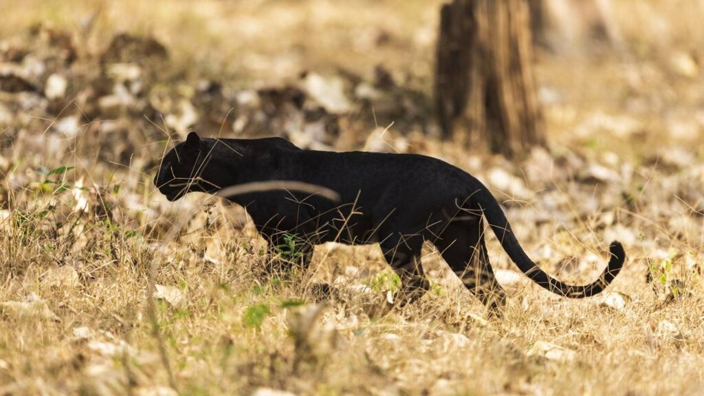 Sonhar com pantera negra