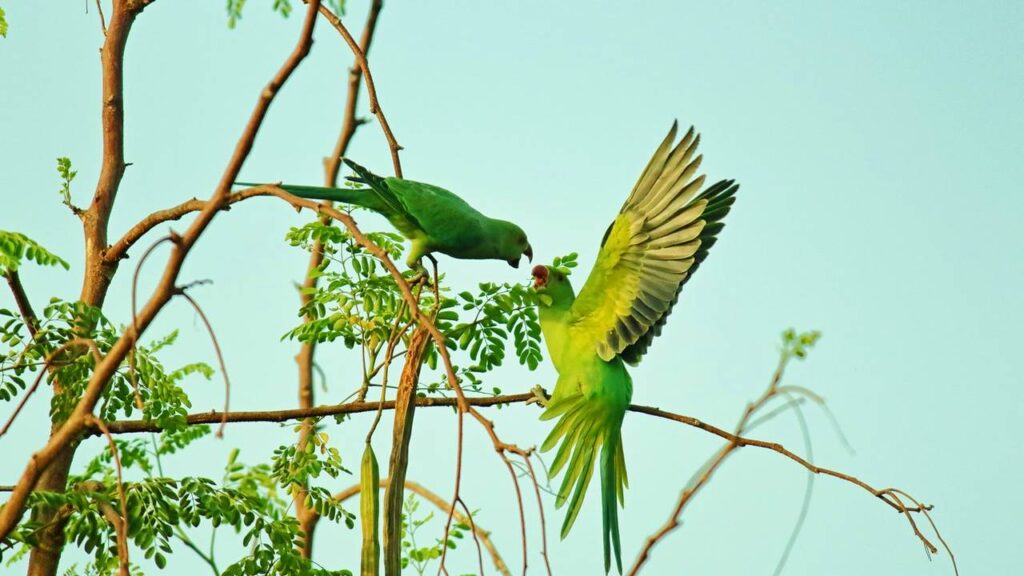 sonhar com papagaio verde