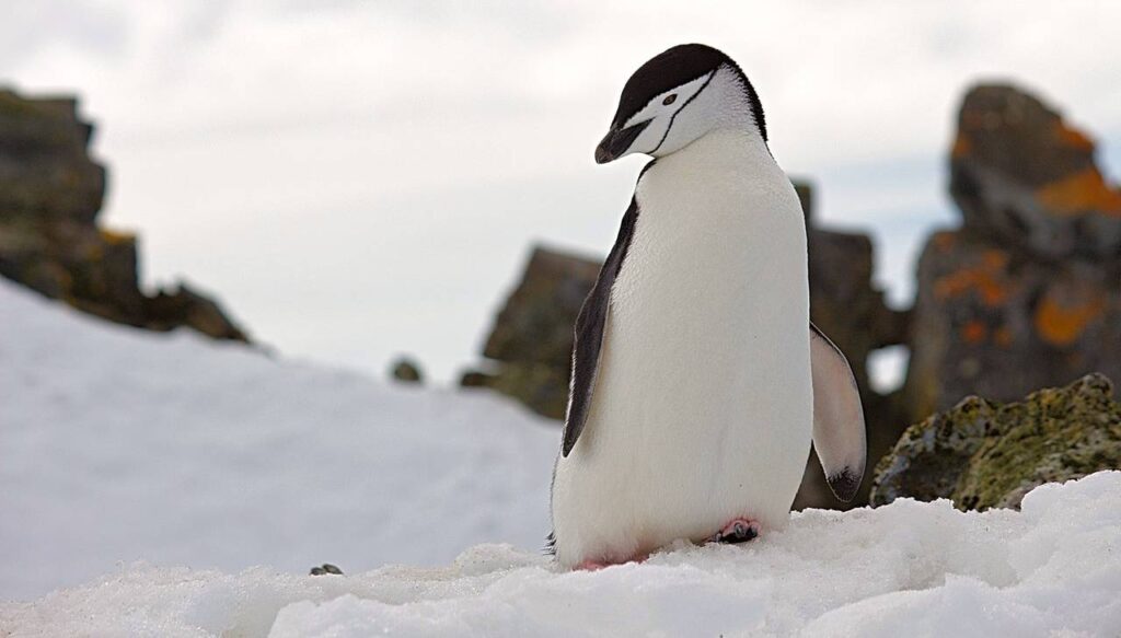 Significado de sonhar com pinguim