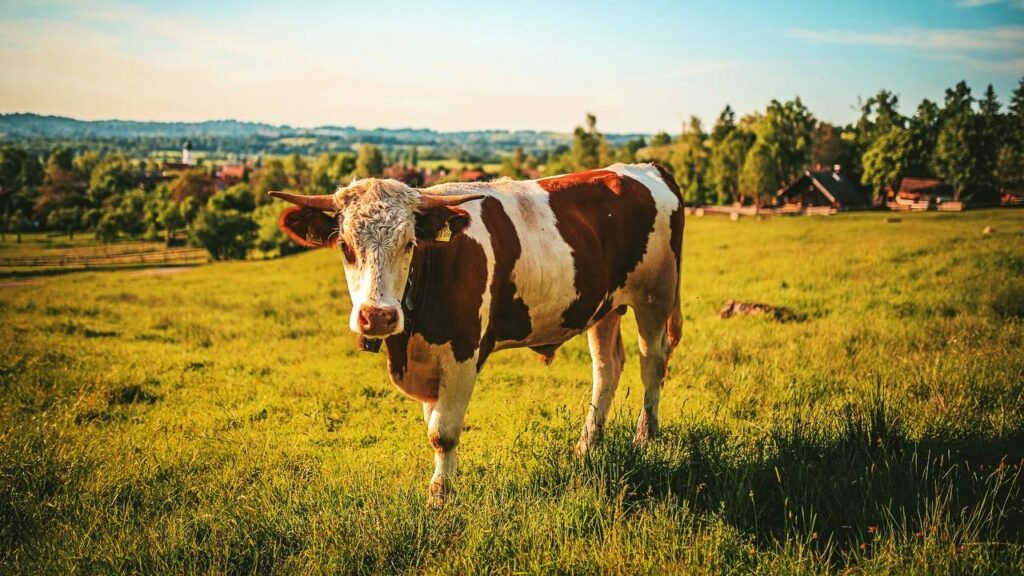 O que significa sonhar com vaca