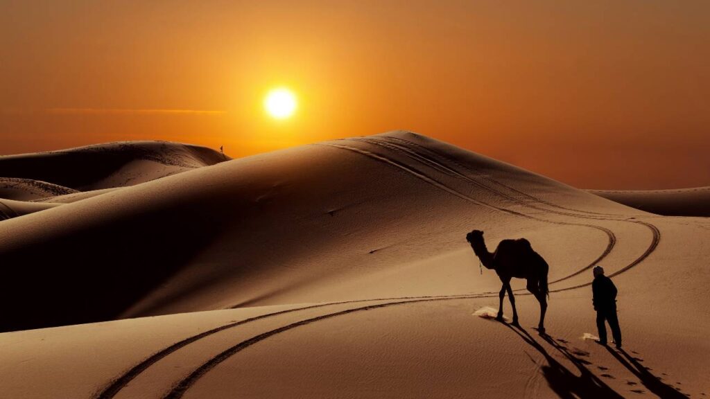 o que significa sonhar com camelo