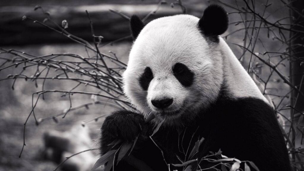 sonhar com panda