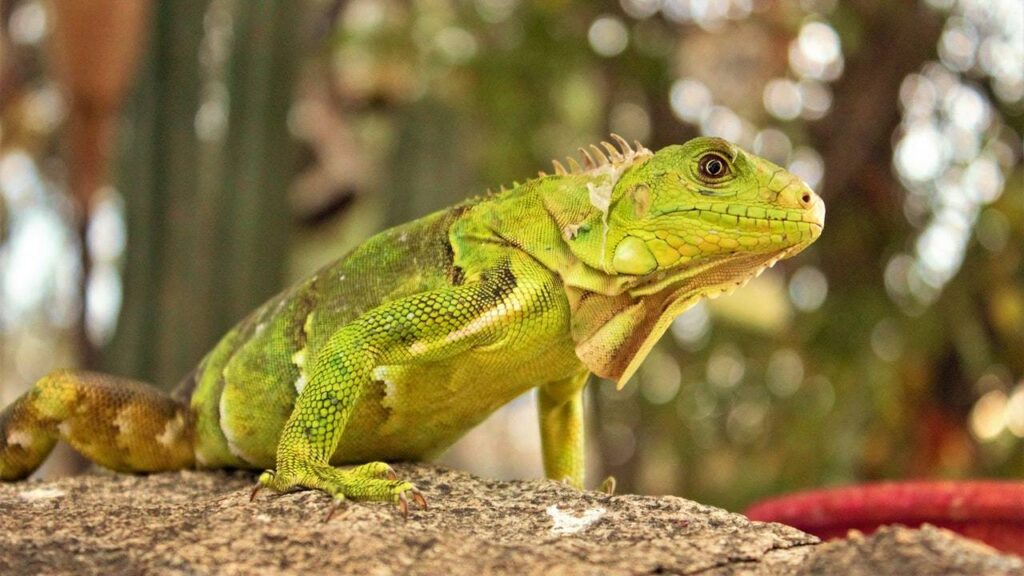 o que significa sonhar com lagarto