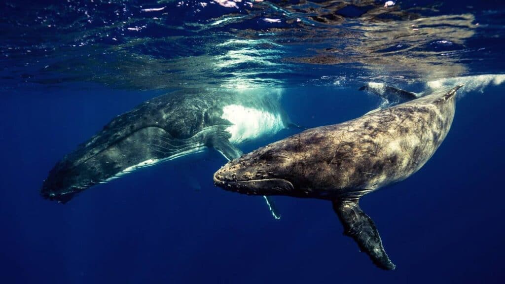 o que significa sonhar com baleia