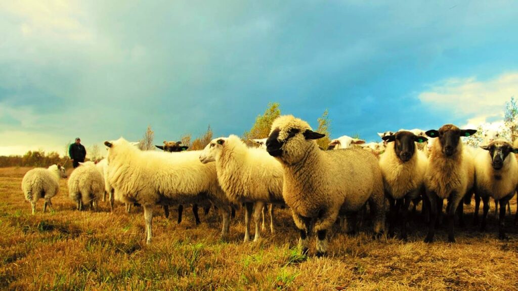 sonhar com ovelha