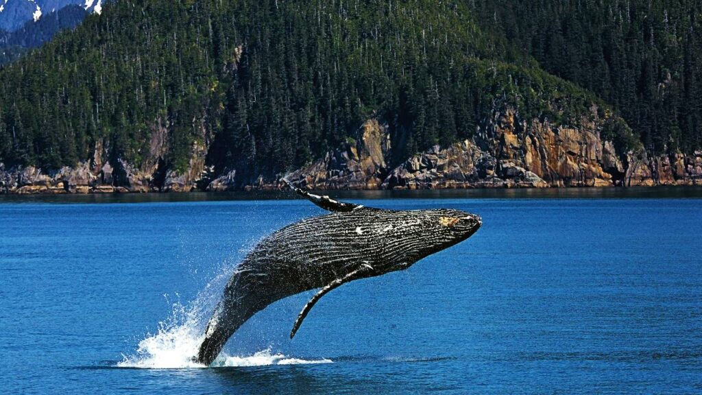 sonhar com baleia