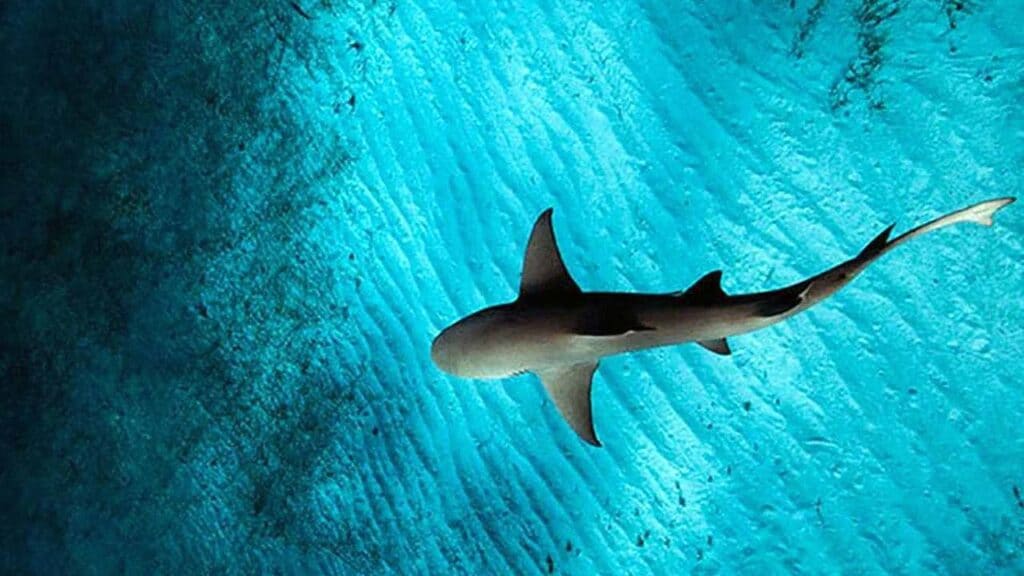 o'que significa sonhar com tubarão