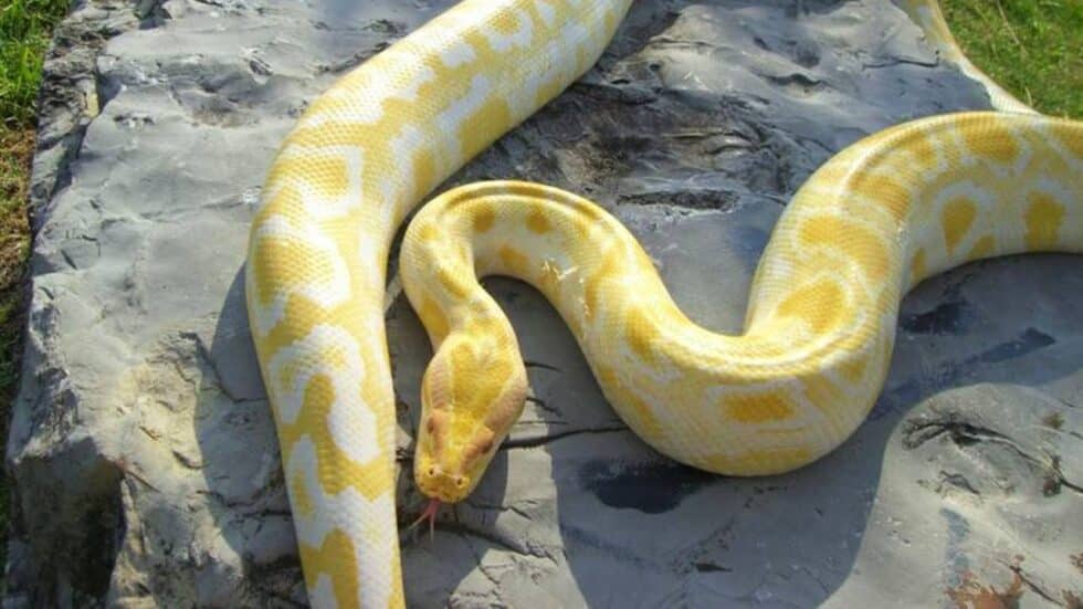 Sonhar com COBRA amarela | 13 Interpretações | QUAL SIGNIFICADO?