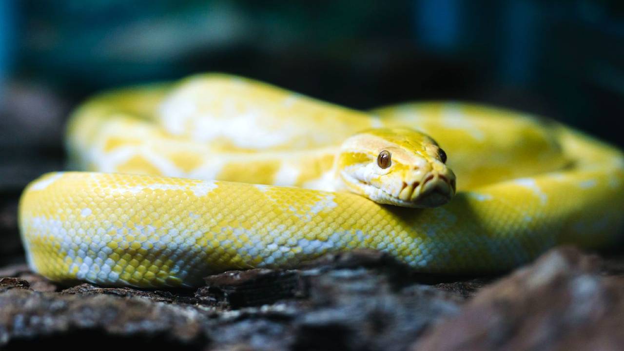 O Que Significa Sonhar Com Cobra Branca