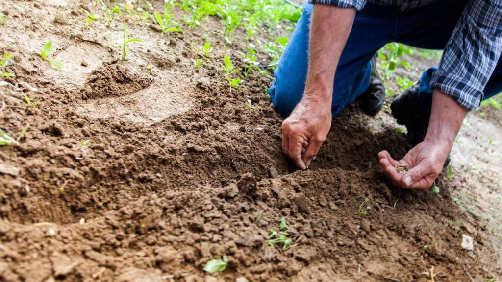 sonhar plantando