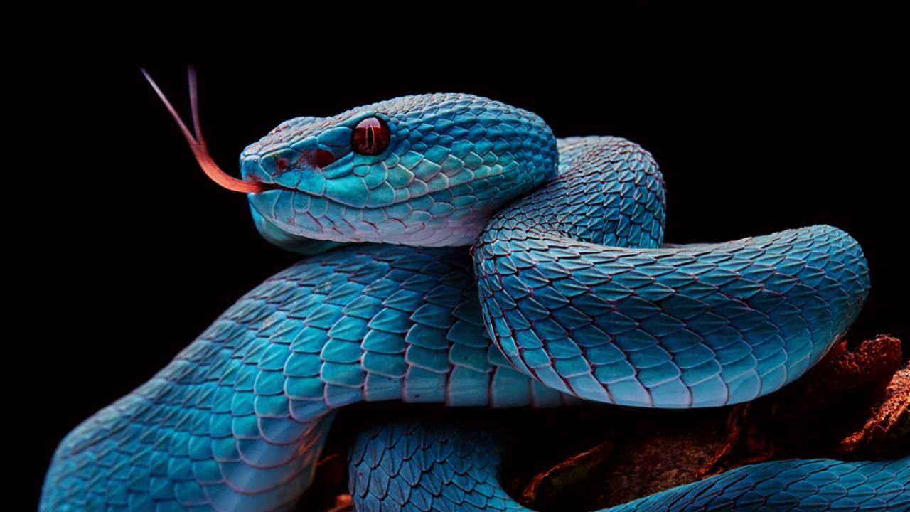 A inacreditável Cobra Naja Azul 