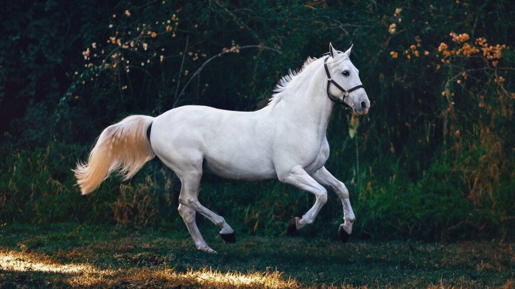 sonhar com cavalo branco