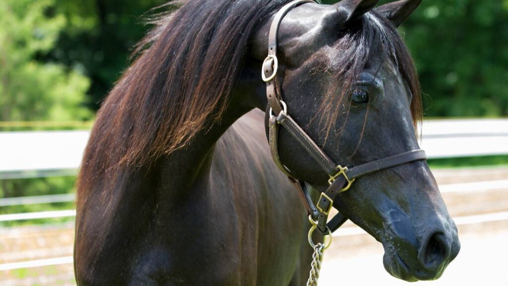 Sonhar com Cavalo Preto: Desvendando o Mistério!